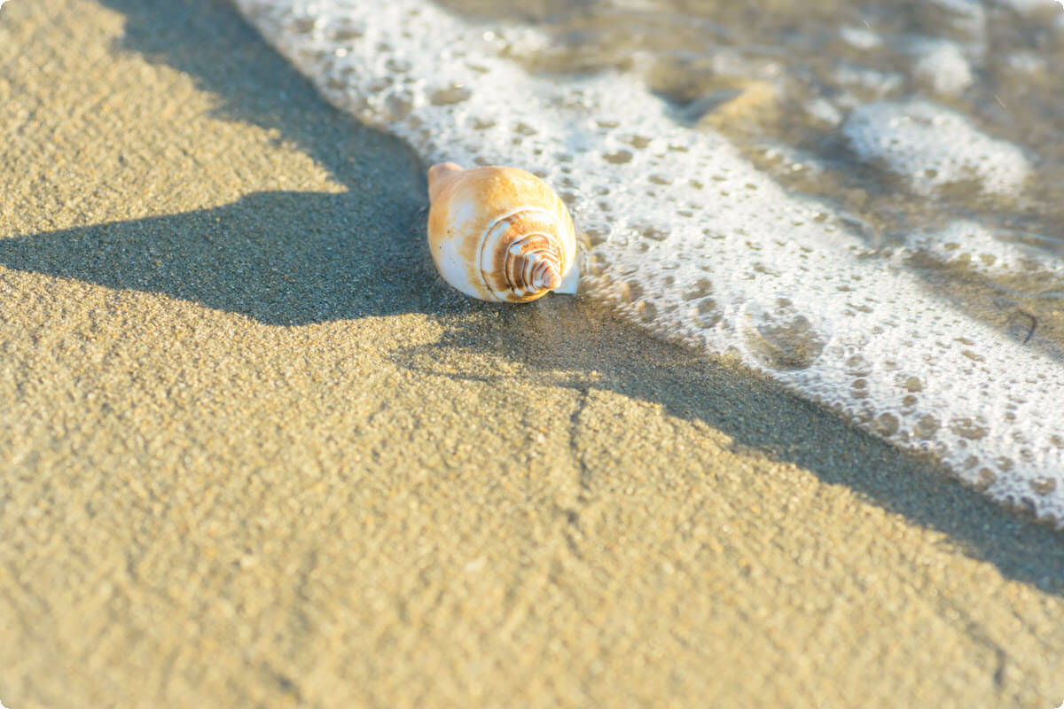 Seashell resting on soft sand near the shoreline
