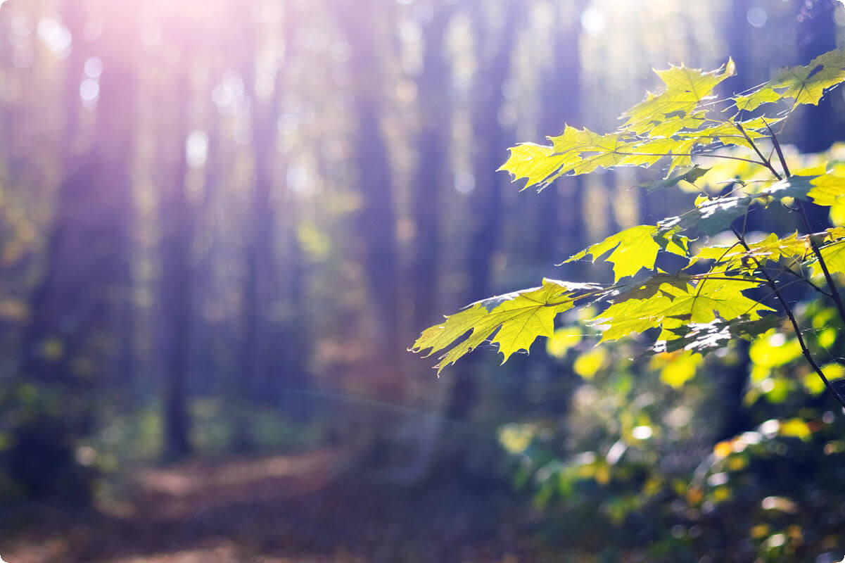 Morning sunlight filtering softly through forest leaves